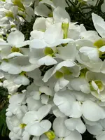 熱帯ドリームセンターの写真・動画_image_417876