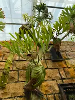 熱帯ドリームセンターの写真・動画_image_417878