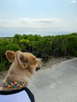 瀬長島ウミカジテラスの写真・動画_image_417894