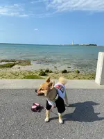 瀬長島ウミカジテラスの写真・動画_image_417895