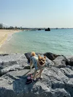 アラハビーチの写真・動画_image_417919