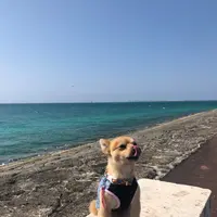 豊崎海浜公園 美らSUNビーチの写真・動画_image_417939