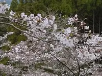 霧島神宮の写真・動画_image_418585