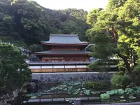 臨済寺の写真・動画_image_418905