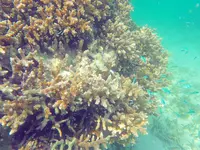 シースマイル石垣島の写真・動画_image_419098