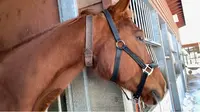 帯広競馬場（ばんえい十勝）の写真・動画_image_419286