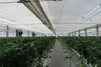 美らイチゴ 南城ハウスの写真・動画_image_419491