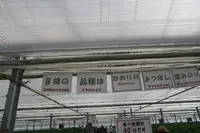 美らイチゴ 南城ハウスの写真・動画_image_419492
