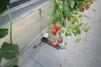 美らイチゴ 南城ハウスの写真・動画_image_419493