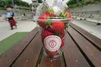 美らイチゴ 南城ハウスの写真・動画_image_419495