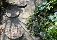 猫の細道の写真・動画_image_419560