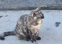 猫の細道の写真・動画_image_419562