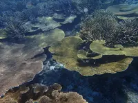 池間島ダイビングサービスの写真・動画_image_419577