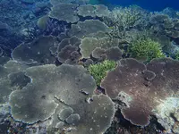 池間島ダイビングサービスの写真・動画_image_419578