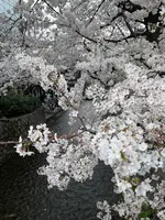 高瀬川一之船入の写真・動画_image_419938