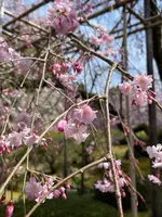 南神苑の写真・動画_image_419941