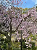 南神苑の写真・動画_image_419947