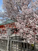 平安神宮の写真・動画_image_420004