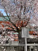 平安神宮の写真・動画_image_420005