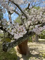 東神苑の写真・動画_image_420017