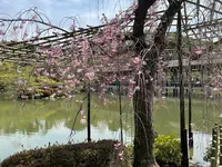 東神苑の写真・動画_image_420021