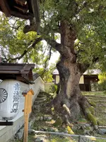 青蓮院門跡の写真・動画_image_420120
