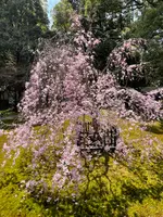 青蓮院門跡の写真・動画_image_420121