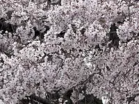 円山公園の写真・動画_image_420192