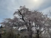 円山公園の写真・動画_image_420193