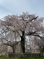 円山公園の写真・動画_image_420195