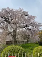 円山公園の写真・動画_image_420196