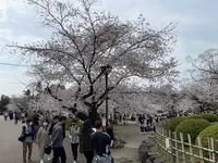 円山公園の写真・動画_image_420197