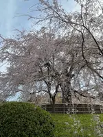 円山公園の写真・動画_image_420198