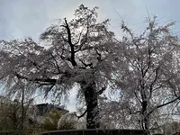 円山公園の写真・動画_image_420199
