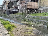 三条大橋の写真・動画_image_420218