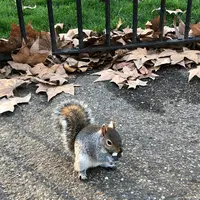 ハイド・パーク（Hyde Park）の写真・動画_image_420344