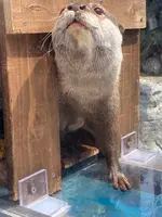 大分マリーンパレス水族館 うみたまごの写真・動画_image_420878