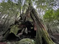 三代杉の写真・動画_image_420900