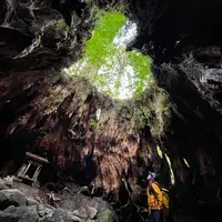 ウィルソン株の写真・動画_image_420904