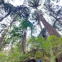 ウィルソン株の写真・動画_image_420905