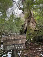 大王杉の写真・動画_image_420906
