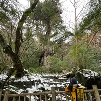 縄文杉の写真・動画_image_420908
