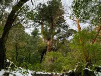 縄文杉の写真・動画_image_420909