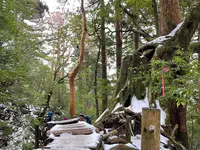 大王杉の写真・動画_image_420916