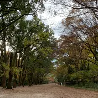 糺ノ森の写真・動画_image_420920