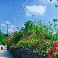 竹富島の写真・動画_image_421162