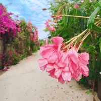 竹富島の写真・動画_image_421189