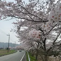桜通りの写真・動画_image_421215