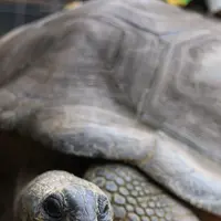 ネオパークオキナワの写真・動画_image_421288