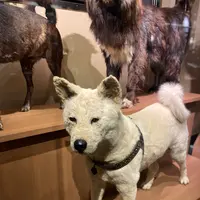 国立科学博物館の写真・動画_image_421346